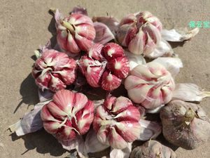 食用蔬菜種子市場 品種、趨勢與批發(fā)報(bào)價(jià)指南